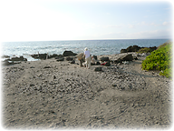 Mauna Lani beach - our 2nd observation site
